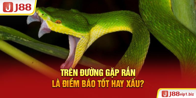 Đi Đường Gặp Rắn Đánh Con Gì Giúp Anh Em Trúng To 2026? Trên đường gặp rắn là điềm báo tốt hay xấu?